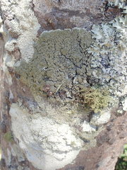 Hypotrachyna imbricatula