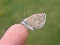 Glaucopsyche lygdamus