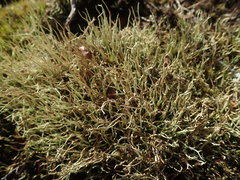 Cladonia capitellata capitellata