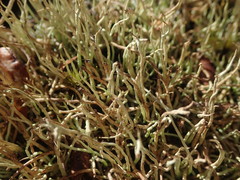 Cladonia capitellata capitellata