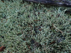 Cladonia capitellata capitellata