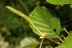 Caloptilia elongella