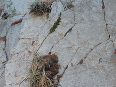 Hechtia mapimiana