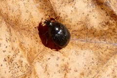 Saprininae