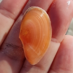 Bosemprella incarnata