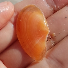 Bosemprella incarnata