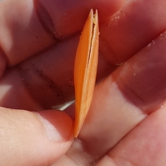 Bosemprella incarnata