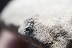 Dendryphantes nigromaculatus