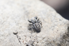 Dendryphantes nigromaculatus