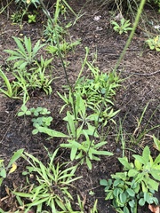 Silene burchellii multiflora