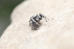 Dendryphantes nigromaculatus