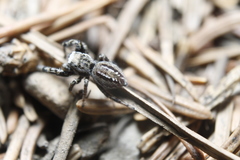 Dendryphantes nigromaculatus