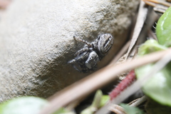 Dendryphantes nigromaculatus