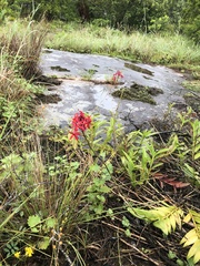 Epidendrum × obrienianum
