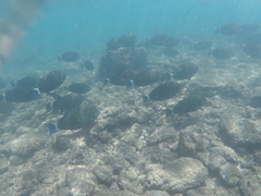 Acanthurus blochii