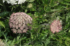 Daucus carota gummifer