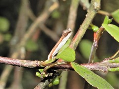 Erechthias chionodira