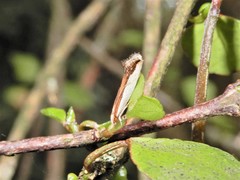 Erechthias chionodira