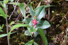 Gaultheria rigida