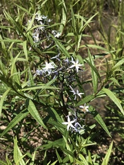 Amsonia