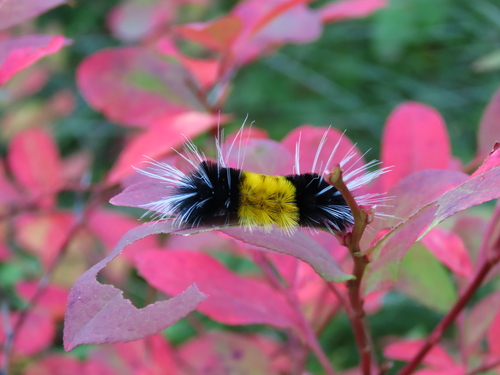 Spotted Tussock Moth, photo 9 of 9