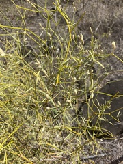 Alternanthera filifolia