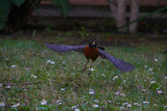 Turdus migratorius