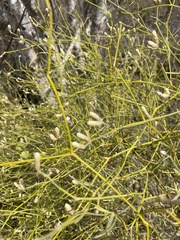 Alternanthera filifolia