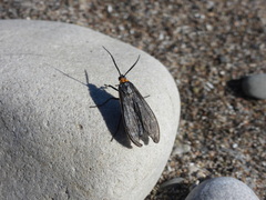Acoloithus falsarius