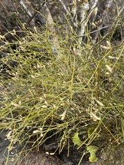 Alternanthera filifolia