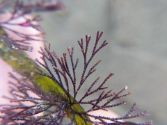 Bugulidae