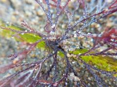 Bugulidae