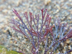 Bugulidae