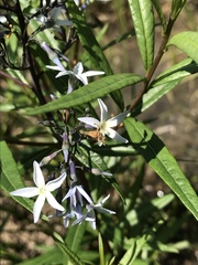 Amsonia