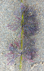 Bugulidae