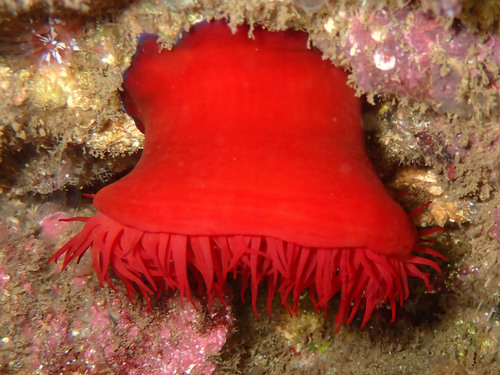 Mediterranean Beadlet Anemone, photo 3 of 9