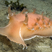 Pink Tritonid - Photo (c) Neil McDaniel, some rights reserved (CC BY-NC), uploaded by Neil McDaniel