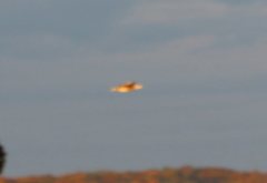 Botaurus lentiginosus