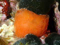 Aplidium elegans