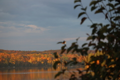 Botaurus lentiginosus