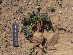 Euphorbia copiapina