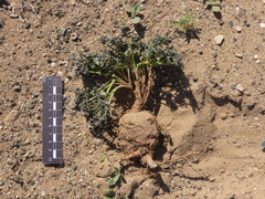 Euphorbia copiapina