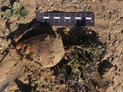 Euphorbia copiapina