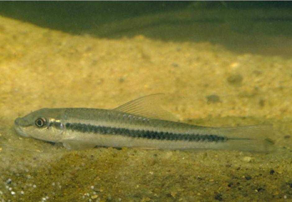 African Carp