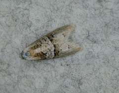 Decodes macdunnoughi