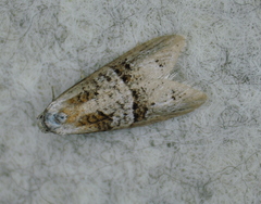 Decodes macdunnoughi