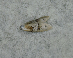 Decodes macdunnoughi