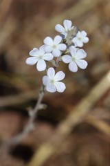 Buchnera ramosissima