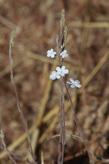 Buchnera ramosissima