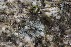 Lecanora cenisia